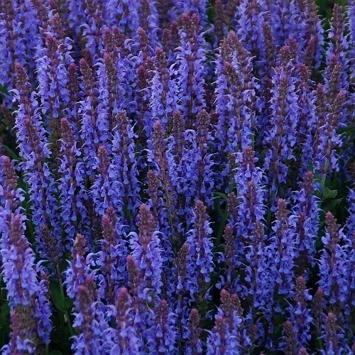 Salvia nemorosa 'Blauhügel' - Steppen-Salbei